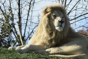 white lion at zoo